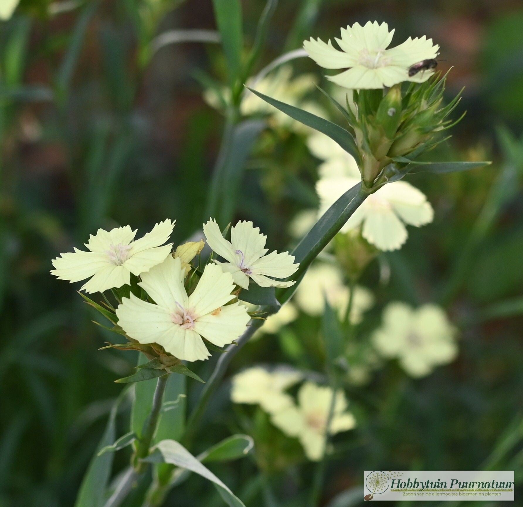Anjer knappii - Dianthus knappii  50 zaden