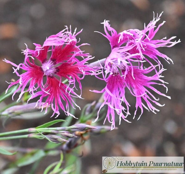 Anjer Rainbow Loveliness ECO - Dianthus hybrida Rainbow Loveliness  200 zaden