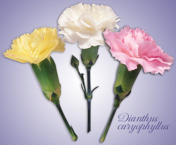 Anjer Grenadin mix - Dianthus carophyllus Grenadin mix  50 zaden
