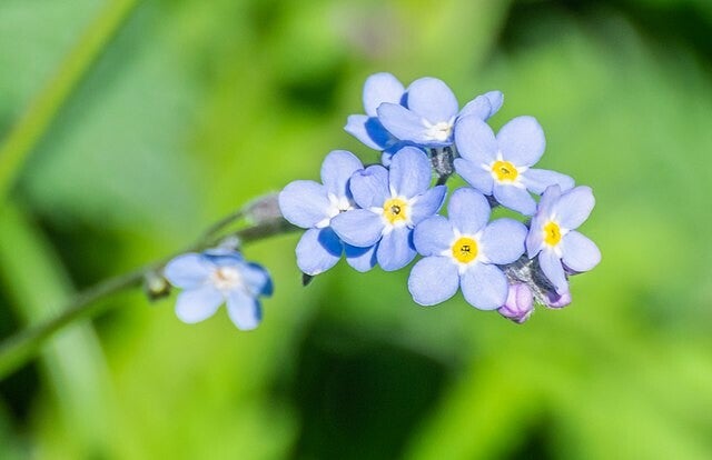 Akker vergeet mij nietje - Myosotis arvensis  250 zaden
