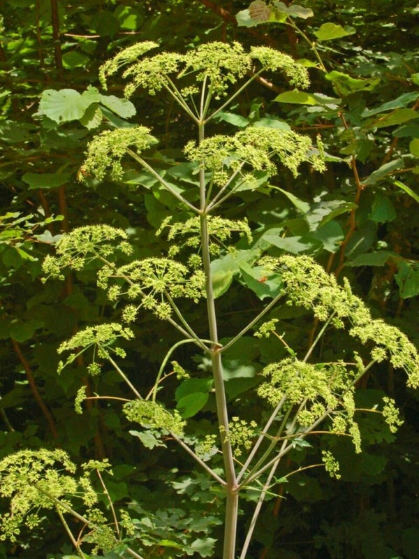 Varkenskervel ECO - Peucedanum verticillare  25 zaden
