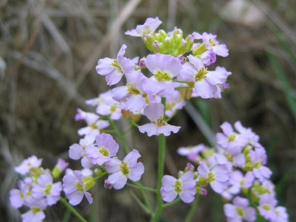 Rozetsteenkers - Arabidopsis arenosa  100 zaden