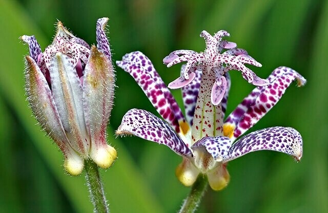 Armeluisorchidee ECO - Tricyrtis hirta  30 zaden