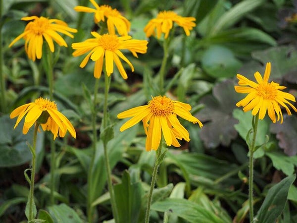 Valkruid - Arnica montana  30 zaden