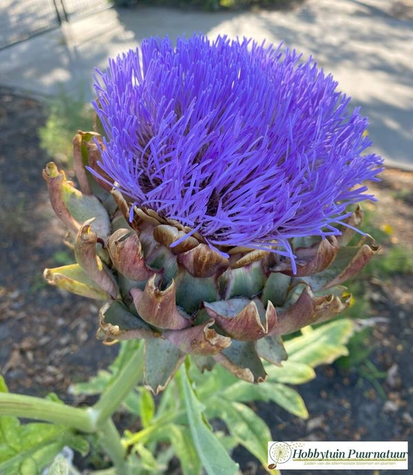 Artisjok - Cynara scolymus  5 zaden