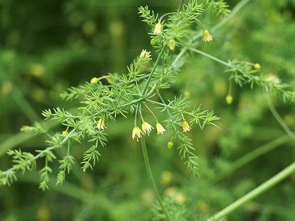 Asperge - Asparagus officinalis subsp. officinalis  20 zaden