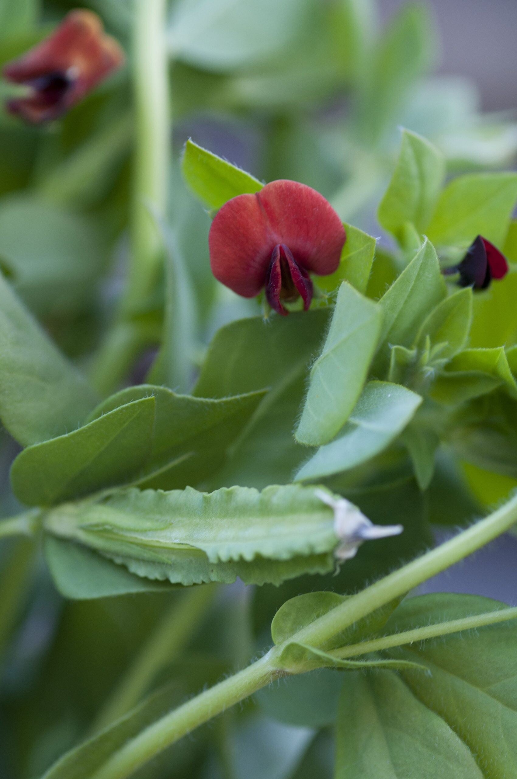 Asperge-erwt - Tetragonolobus purpureus  15 zaden