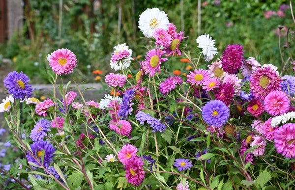 Zomeraster dubbelbloemig BIO - Callistephus chinensis  50 zaden