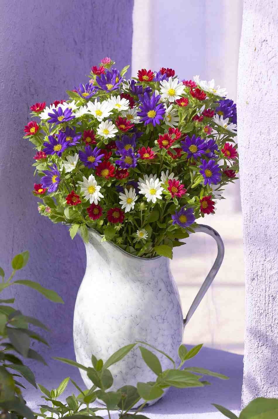 Aster Palette mix - Callistephus chinensis Palette Mixed  30 zaden