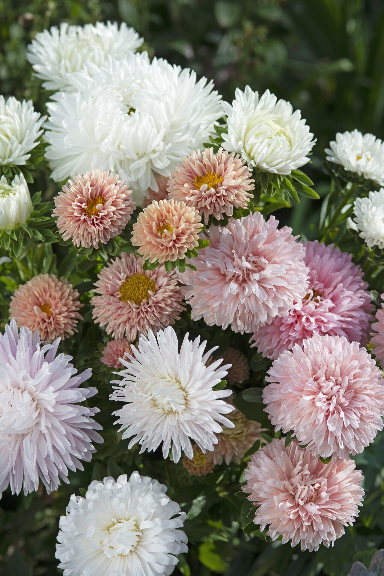 Aster pastel mix – Callistephus chinesins The Roses Mixture  30 zaden