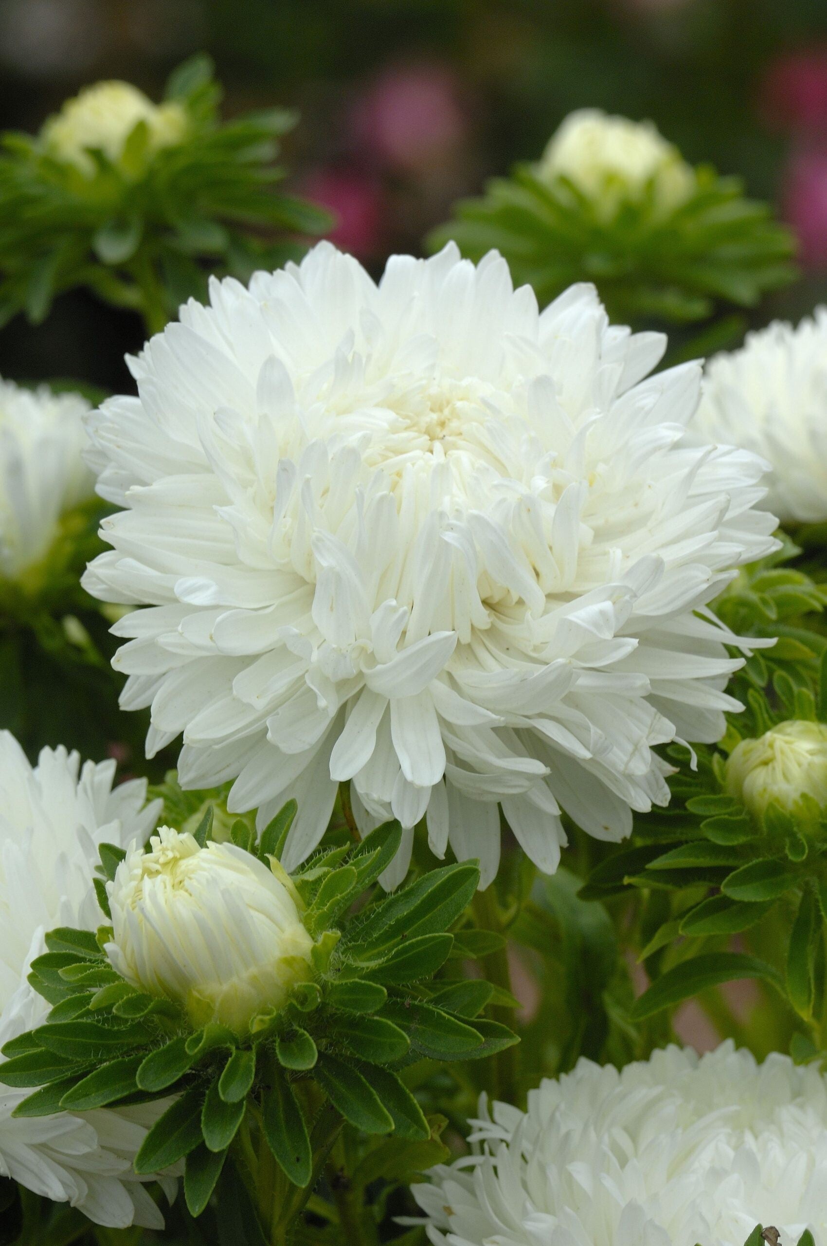 Aster king size wit – Callistephus chinesins King Size White  30 zaden