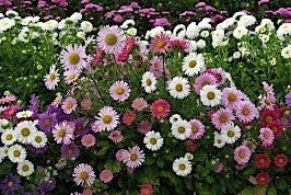 Aster Madeleine mix - Callistephus chinesins Madeleine mix  30 zaden