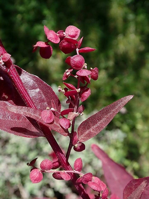 Rode tuinmelde ECO - Atriplex hortensis  50 zaden