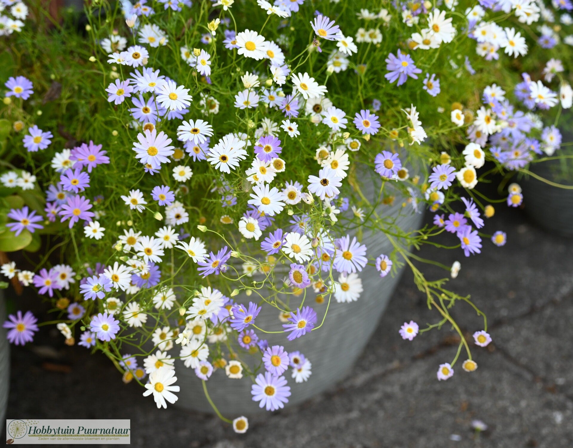Australisch madeliefje mix - Brachyscome iberidifolia Splendour Mix  150 zaden