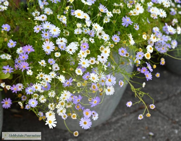 Australisch madeliefje mix - Brachyscome iberidifolia Splendour Mix  150 zaden