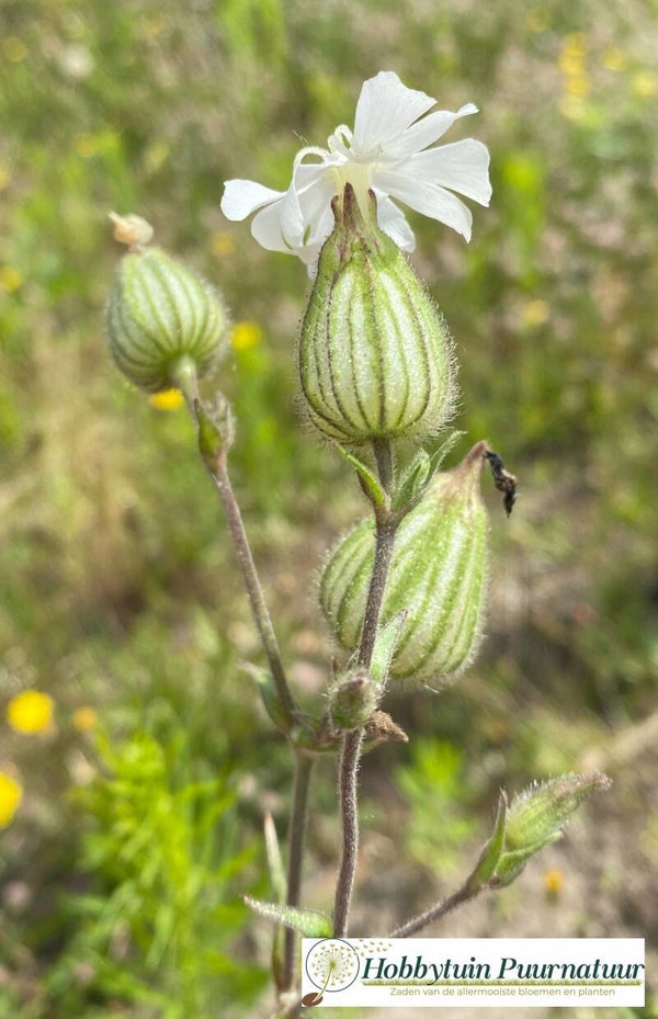 Avondkoekoeksbloem - Silene latifolia subsp. alba  150 zaden