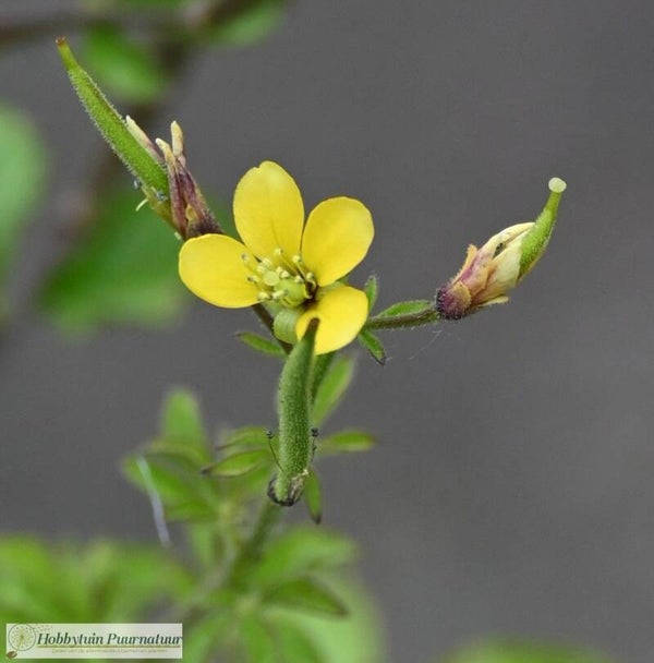 Aziatische spinbloem ECO - Cleome viscosa  25 zaden