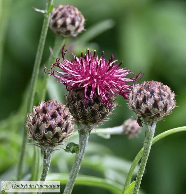 Balkan korenbloem ECO - Centaurea atropurpurea  10 zaden