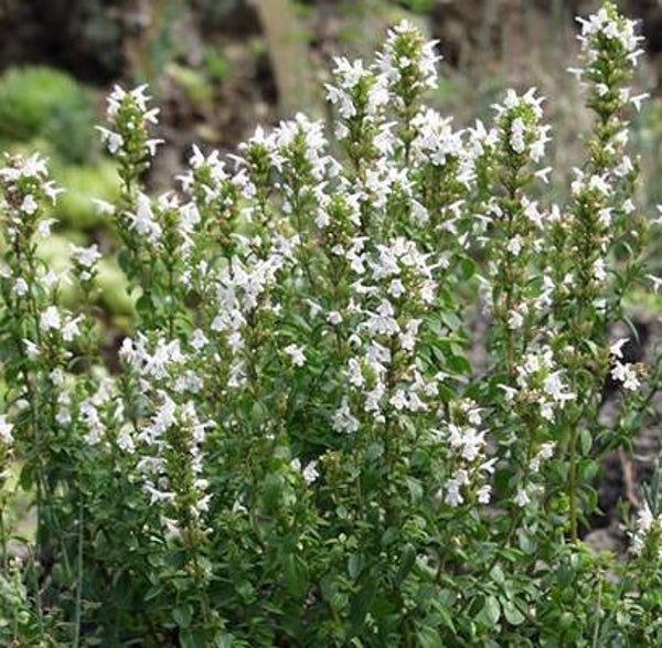 Balkanmunt - micromeria sp. thymifolia  50 zaden