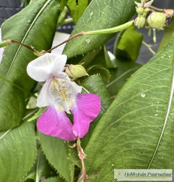 Tweekleurig springzaad - Impatiens balfourii  20 zaden