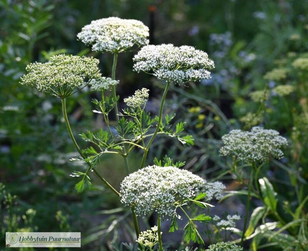 Baltische peterselie ECO - Cenolophium denudatum  30 zaden