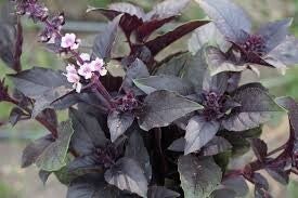 Basilicum Red Rubin BIO - Ocimum basilicum Red Rubin  50 zaden