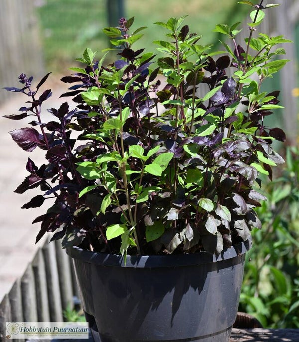 Basilicum mix - Ocimum basilicum mixed  50 zaden