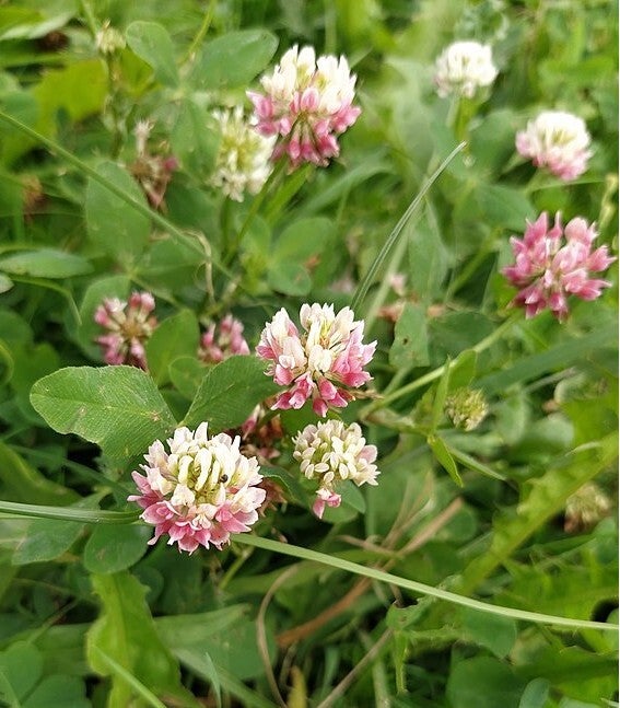 Basterdklaver - Trifolium hybridum  500 zaden