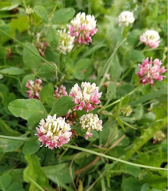 Basterdklaver - Trifolium hybridum  5000 zaden