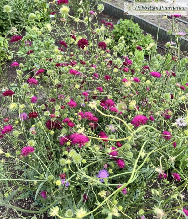 Beemdkroon mix - Knautia macedonica Watercolours  20 zaden