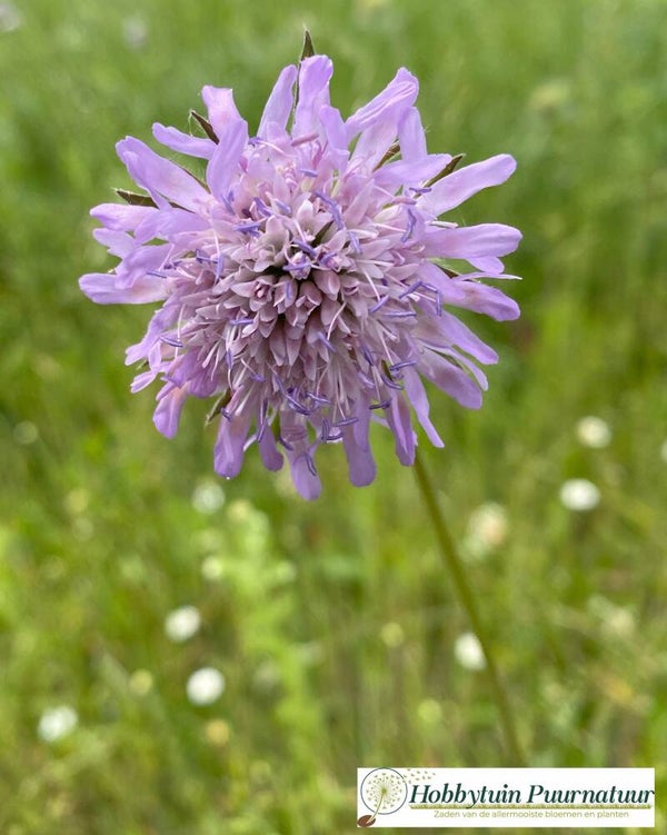 Beemdkroon - Knautia arvensis 20 zaden