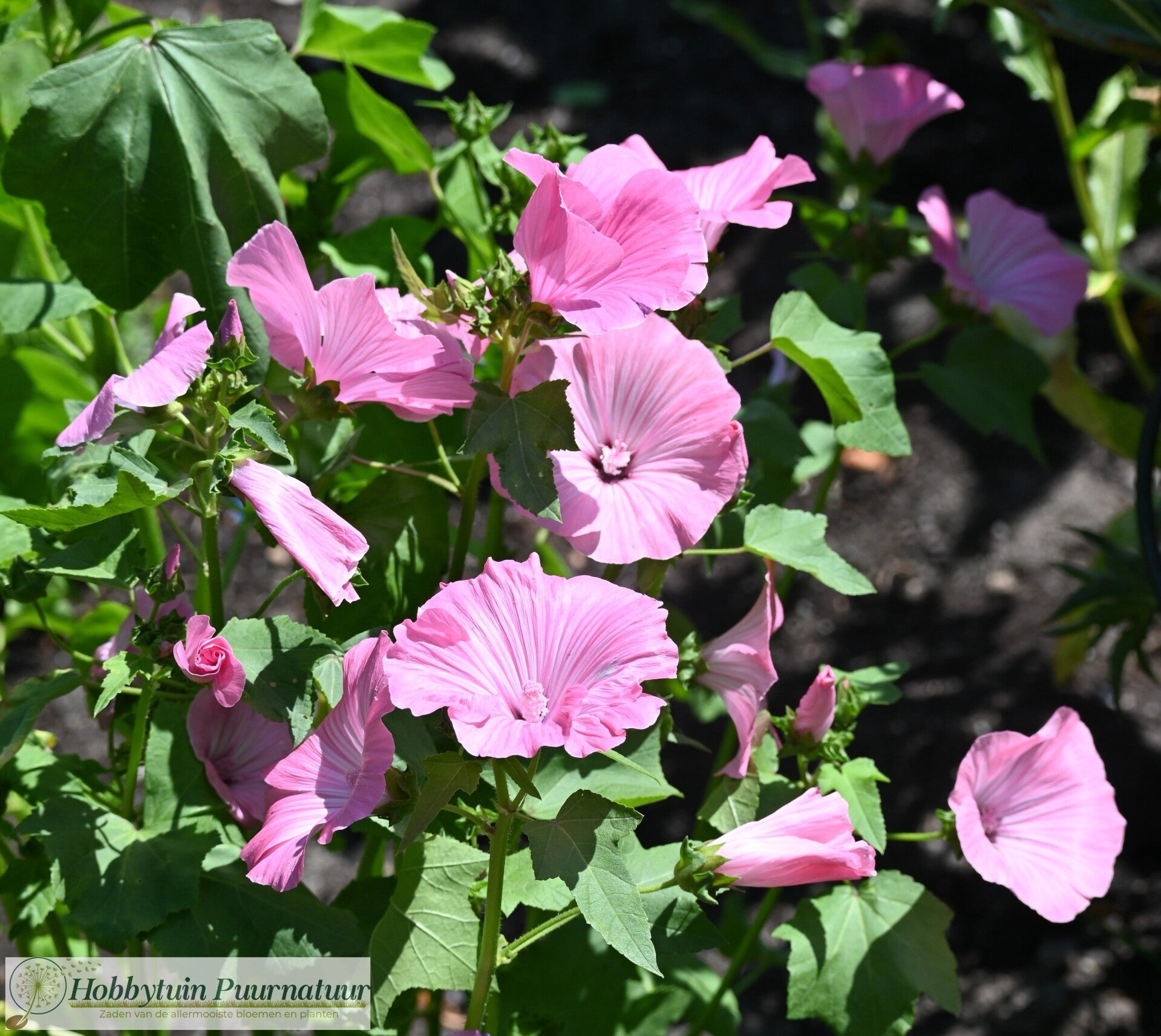 Bekermalva Silver Cup - Lavatera trimestris Silver Cup  50 zaden