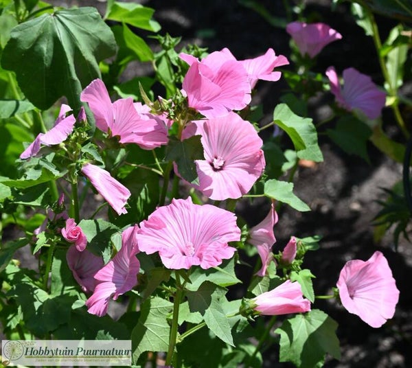 Bekermalva Silver Cup ECO - Lavatera trimestris Silver Cup  25 zaden