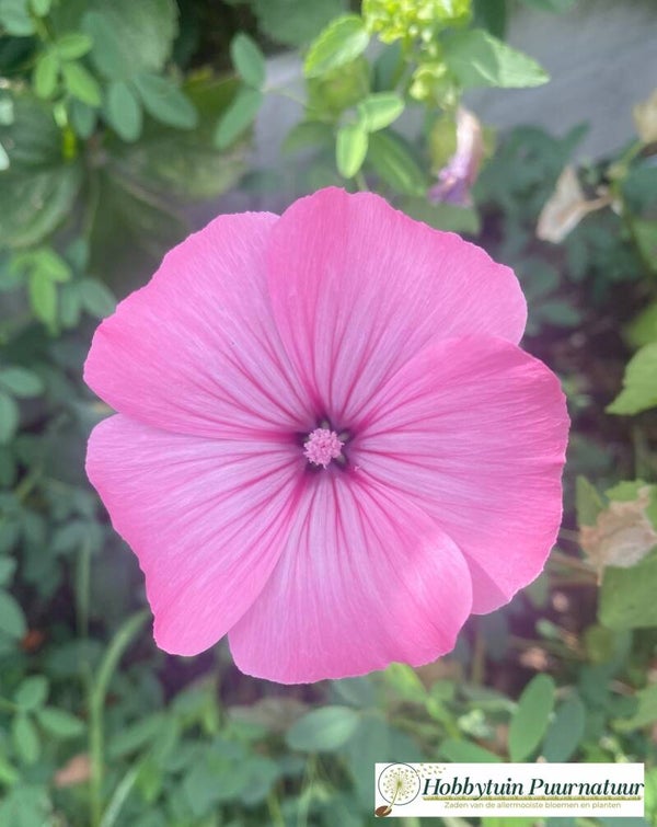 Bekermalva BIO - Lavatera trimestris  50 zaden