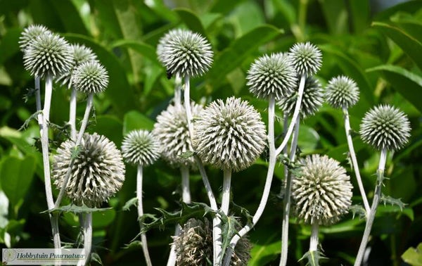Beklierde kogeldistel ECO - Echinops sphaerocephalus  15 zaden
