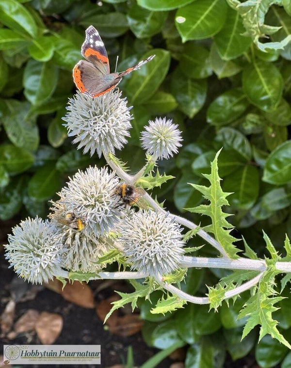 Beklierde kogeldistel - Echinops sphaerocephalus  15 zaden