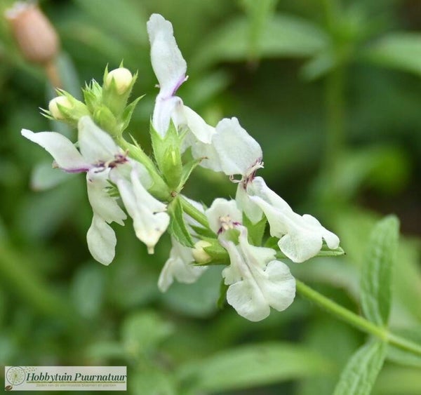 Bergandoorn ECO - Stachys recta  25 zaden