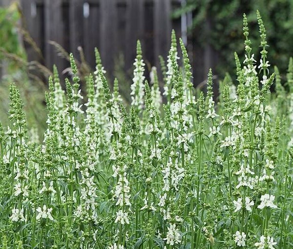 Bergandoorn ECO - Stachys recta  25 zaden