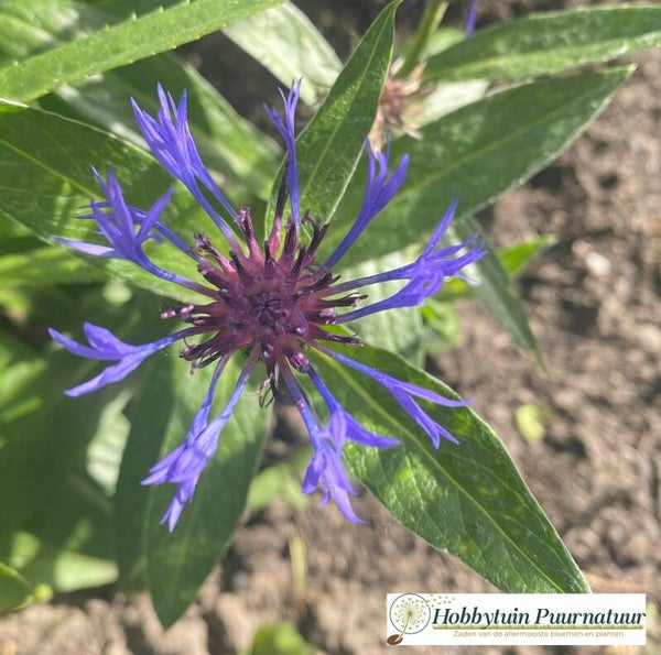 Bergcentaurie - Centaurea montana Coerulea  15 zaden