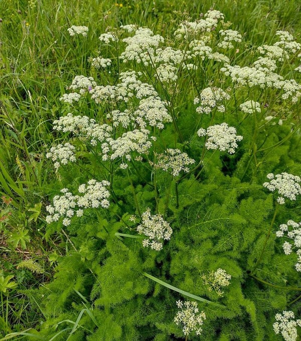 Bergvenkel ECO - Meum athamanticum  25 zaden