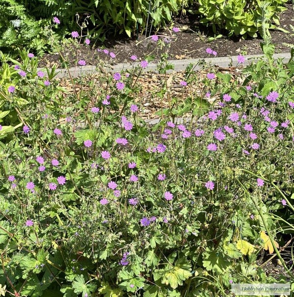 Bermooievaarsbek ECO - Geranium pyrenaicum  30 zaden