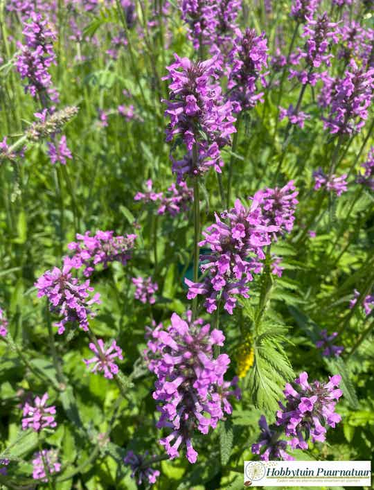 Betonie - Stachys officinalis  50 zaden