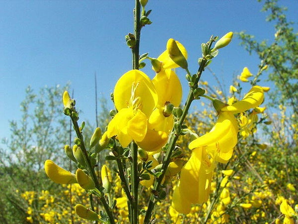 Bezembrem - Cytisus scoparius  21 zaden