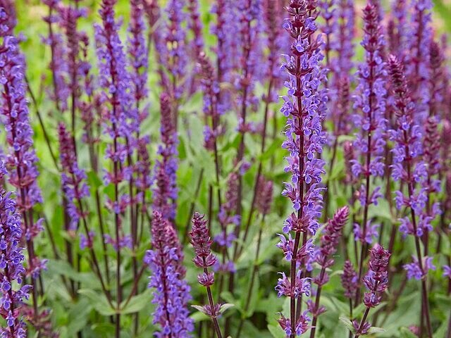 Bossalie - Salvia nemorosa  50 zaden