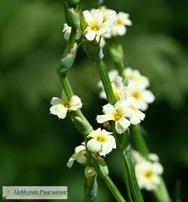 Bieslelie lichtgeel ECO - Sisyrinchium striatum  25 zaden