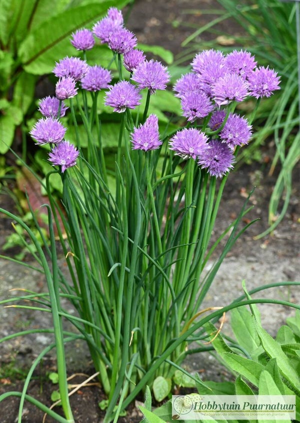 Bieslook ECO - Allium schoenoprasum  100 zaden