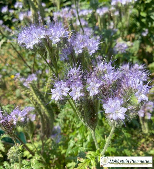 Bijenvoer - Phacelia tanacetifolia  1500 zaden