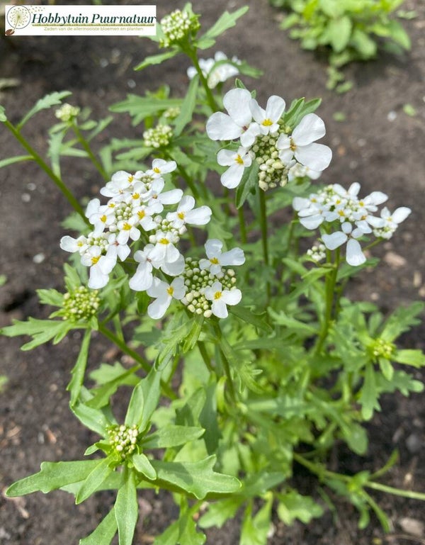 Bittere scheefbloem - Iberis amara  30 zaden