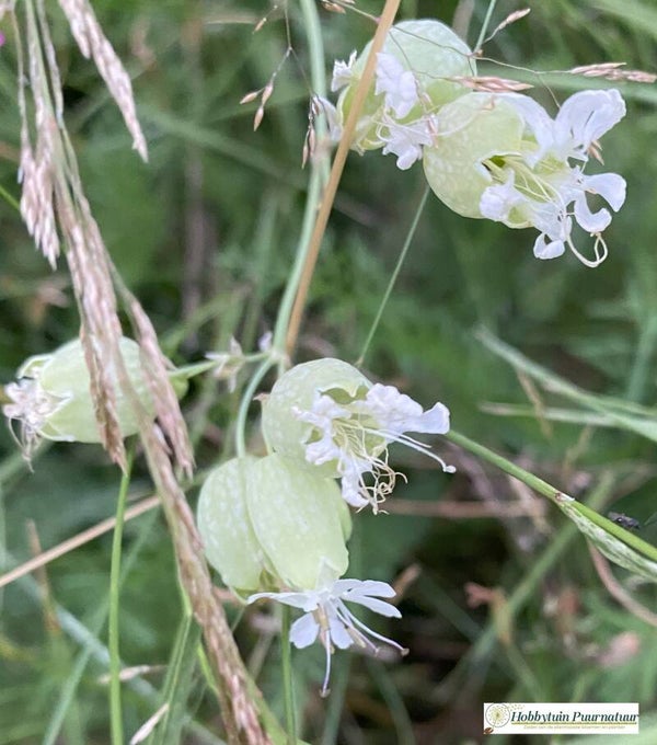 Blaassilene - Silene vulgaris  100 zaden