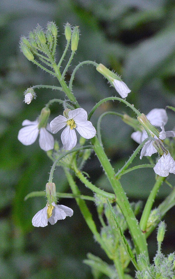Bladrammenas - Raphanus sativus subsp. oleiferus  30 zaden